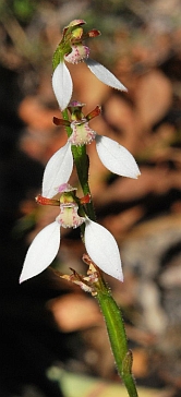 White Bunny Orchid